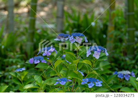 夏　風景 128034275