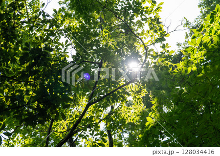 夏　風景 128034416