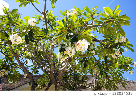 ハワイ　プルメリア 128034539