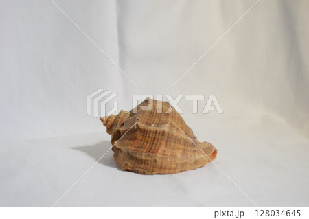 seashell on white background  seashell on white background  128034645