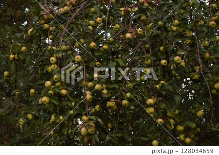 yellow plums on apple tree yellow plums on apple tree 128034659