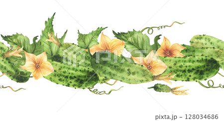 Cucumbers seamless border with yellow flowers, leaves, buds and curling plant tendril. Watercolor realistic illustration hand drawn Botanical vegetable harvest patternIsolated from background clipart Cucumbers seamless border with yellow flowers, leaves, buds and curling plant tendril. Watercolor realistic illustration hand drawn Botanical vegetable harvest patternIsolated from background clipart 128034686