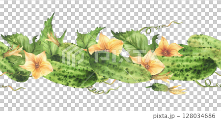 Cucumbers seamless border with yellow flowers, leaves, buds and curling plant tendril. Watercolor realistic illustration hand drawn Botanical vegetable harvest patternIsolated from background clipart Cucumbers seamless border with yellow flowers, leaves, buds and curling plant tendril. Watercolor realistic illustration hand drawn Botanical vegetable harvest patternIsolated from background clipart 128034686