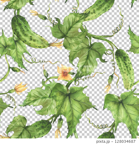 Cucumber seamless pattern. Growing plant with crop of vegetables, flowers, buds and curly tendrils. Hand drawn watercolor illustration for farm crop packaging, fabric design. Isolated from background Cucumber seamless pattern. Growing plant with crop of vegetables, flowers, buds and curly tendrils. Hand drawn watercolor illustration for farm crop packaging, fabric design. Isolated from background 128034687
