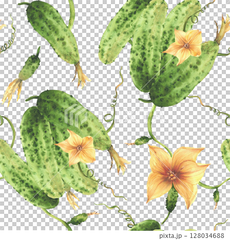 Cucumbers plant watercolor seamless pattern with yellow flowers, tendril, buds and leaves. Hand drawn watercolor illustration. Clipart for eco vegetable crop packaging, fabric Isolated from background Cucumbers plant watercolor seamless pattern with yellow flowers, tendril, buds and leaves. Hand drawn watercolor illustration. Clipart for eco vegetable crop packaging, fabric Isolated from background 128034688