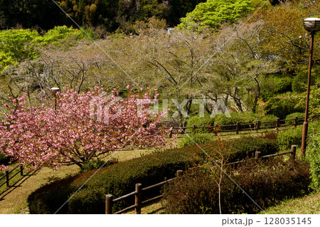 熊本県南関町　大津山自然公園　八重桜の咲く風景 128035145