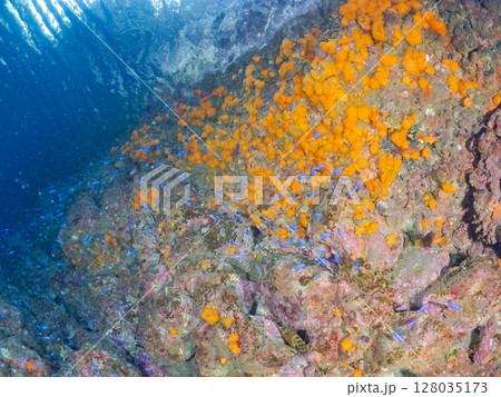 ツノダシ、キンギョハナダイ他の群れ、イボヤギの壁面。ヒリゾ浜中木南伊豆町伊豆半島静岡県2024 128035173