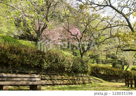 熊本県南関町　大津山自然公園　八重桜の咲く風景 128035199