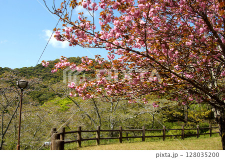 熊本県南関町 大津山自然公園 八重桜の咲く風景 熊本県南関町 大津山自然公園 八重桜の咲く風景 128035200