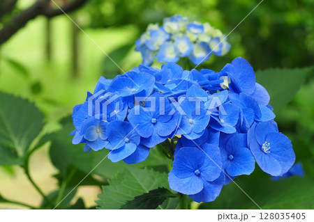 アジサイの花 128035405