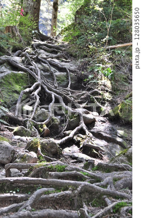 三本滝への道で最大の難所木の根っこだらけの道 128035650