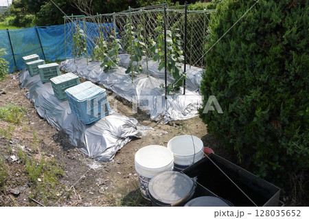 真夏のキュウリ栽培の工夫 128035652