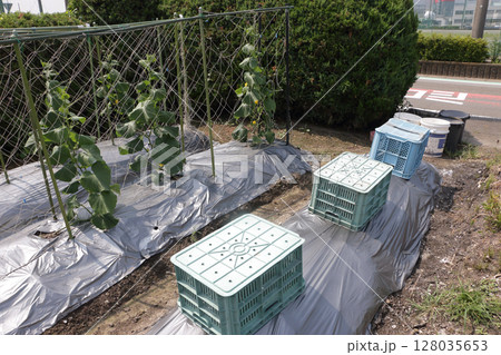 真夏のキュウリ栽培の工夫 真夏のキュウリ栽培の工夫 128035653