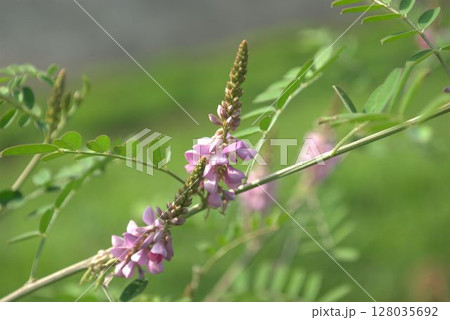 コマツナギの花 コマツナギの花 128035692