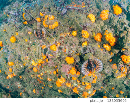 広げた羽根が美しいキリンミノ（フサカサゴ科）。ヒリゾ浜中木南伊豆町伊豆半島静岡県2024 128035693