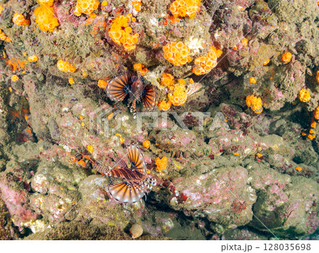 広げた羽根が美しいキリンミノ（フサカサゴ科）。ヒリゾ浜中木南伊豆町伊豆半島静岡県2024 128035698
