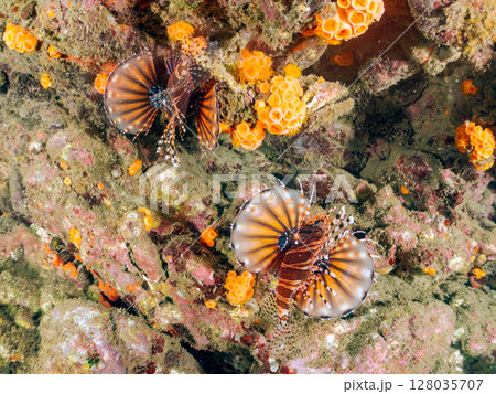 広げた羽根が美しいキリンミノ（フサカサゴ科）。ヒリゾ浜中木南伊豆町伊豆半島静岡県2024 128035707
