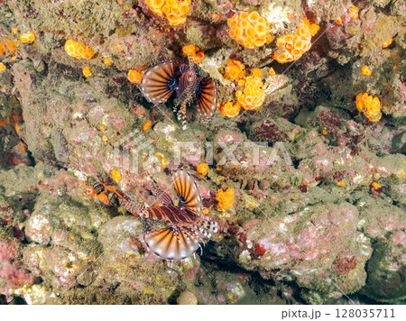 広げた羽根が美しいキリンミノ（フサカサゴ科）。ヒリゾ浜中木南伊豆町伊豆半島静岡県2024 128035711