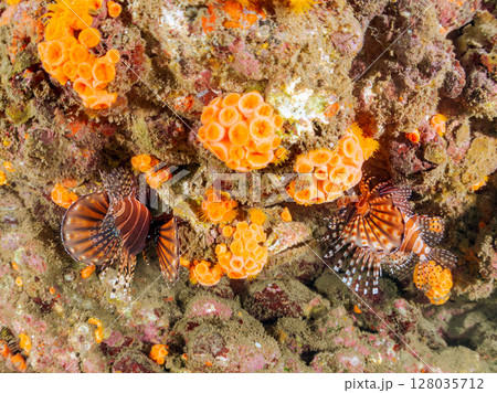 広げた羽根が美しいキリンミノ(フサカサゴ科)。ヒリゾ浜中木南伊豆町伊豆半島静岡県2024 広げた羽根が美しいキリンミノ(フサカサゴ科)。ヒリゾ浜中木南伊豆町伊豆半島静岡県2024 128035712