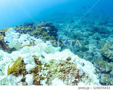 ソラスズメダイ他の群れと白化したエンタクミドリイシ。ヒリゾ浜中木南伊豆町伊豆半島静岡県2024 128035832