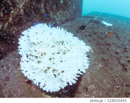 ソラスズメダイ他の群れと白化したエンタクミドリイシ。ヒリゾ浜中木南伊豆町伊豆半島静岡県2024 ソラスズメダイ他の群れと白化したエンタクミドリイシ。ヒリゾ浜中木南伊豆町伊豆半島静岡県2024 128035841