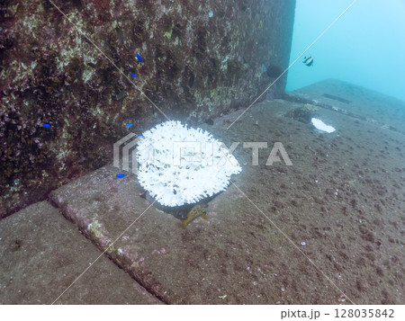 ソラスズメダイ他の群れと白化したエンタクミドリイシ。ヒリゾ浜中木南伊豆町伊豆半島静岡県2024 ソラスズメダイ他の群れと白化したエンタクミドリイシ。ヒリゾ浜中木南伊豆町伊豆半島静岡県2024 128035842