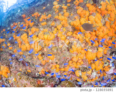 イボヤギ群生とソラスズメダイ、オヤビッチャ他の群れ, 伊豆半島賀茂郡南伊豆町中木ヒリゾ浜2024年 128035891