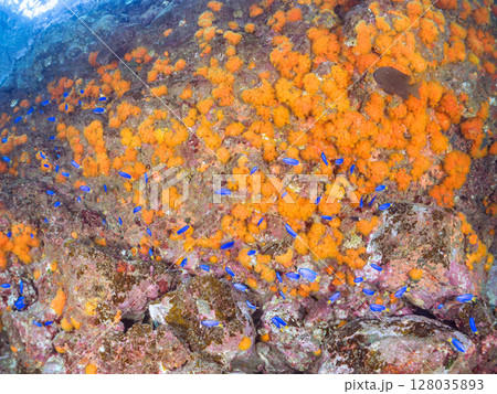 イボヤギ群生とソラスズメダイ、オヤビッチャ他の群れ, 伊豆半島賀茂郡南伊豆町中木ヒリゾ浜2024年 イボヤギ群生とソラスズメダイ、オヤビッチャ他の群れ, 伊豆半島賀茂郡南伊豆町中木ヒリゾ浜2024年 128035893