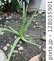 Aloe bera plant growing in a garden bed, surrounded by small rocks and soil, thriving in natural light. 128035901