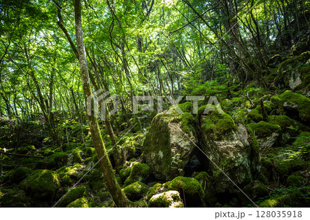 【苔の名所】山犬嶽【上勝町】 128035918