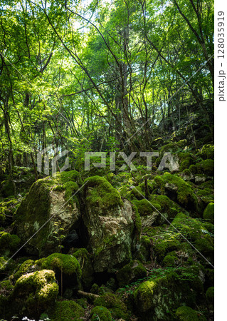 【苔の名所】山犬嶽【上勝町】 128035919