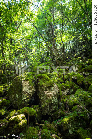 【苔の名所】山犬嶽【上勝町】 128035920