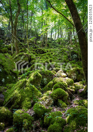 【苔の名所】山犬嶽【上勝町】 128035923