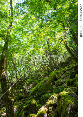 【苔の名所】山犬嶽【上勝町】 【苔の名所】山犬嶽【上勝町】 128035927