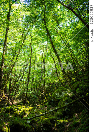 【苔の名所】山犬嶽【上勝町】 128035937