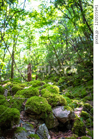 【苔の名所】山犬嶽【上勝町】 128035941