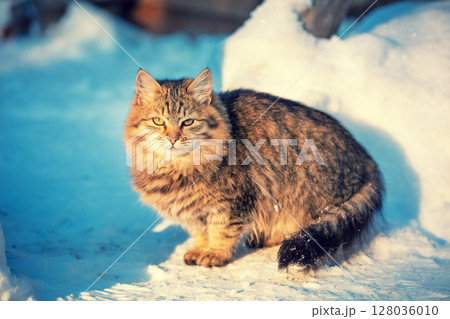 Cat outdoors in winter. Cute kitten walking in the snow in winter 128036010