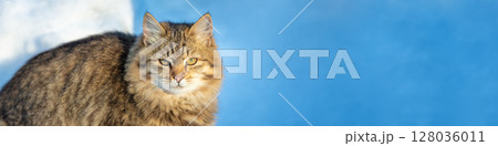 Cat outdoors in winter. The cute cat sits in the snow in winter. Horizontal banner Cat outdoors in winter. The cute cat sits in the snow in winter. Horizontal banner 128036011