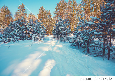 The edge of a snowy forest on a sunny winter day. Pine forest in winter The edge of a snowy forest on a sunny winter day. Pine forest in winter 128036012