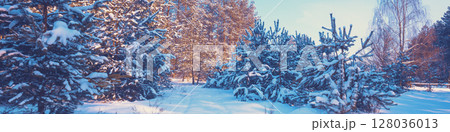 Snowy forest on a sunny winter day. Pine forest in winter. Horizontal banner Snowy forest on a sunny winter day. Pine forest in winter. Horizontal banner 128036013