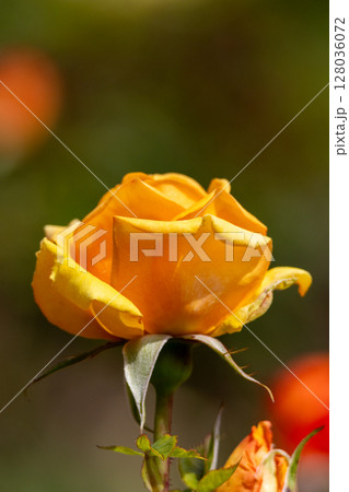 Side profile of a golden rose with a blurred background . High quality photo Side profile of a golden rose with a blurred background . High quality photo 128036072