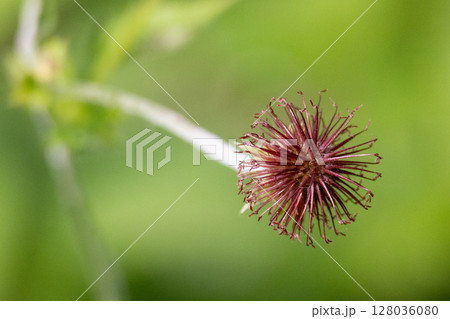 Wood avens close up with shallow depth of field . High quality photo 128036080