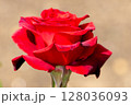 Full red rose with blurred background. High quality photo 128036093