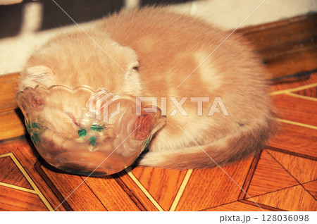 A well-fed ginger kitten fell asleep in a bowl after feeding 128036098