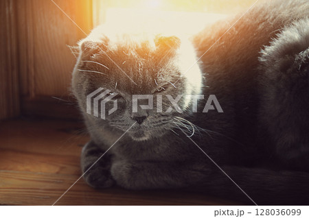 A cute Scottish fold kitten lies near the window in the room 128036099