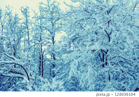 The forest is covered with snow in winter. Snowy forest in daylight. Winter natural landscape. Christmas background The forest is covered with snow in winter. Snowy forest in daylight. Winter natural landscape. Christmas background 128036104