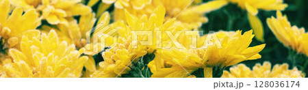 Yellow Chrysanthemum flowers are covered with rime in winter. Horizontal banner Yellow Chrysanthemum flowers are covered with rime in winter. Horizontal banner 128036174
