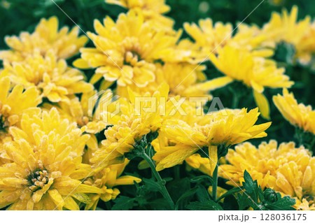 Yellow Chrysanthemum flowers are covered with rime in winter. Floral background Yellow Chrysanthemum flowers are covered with rime in winter. Floral background 128036175