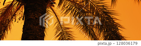 Palm tree against the sunset sky. Tropical evening landscape. Horizontal banner Palm tree against the sunset sky. Tropical evening landscape. Horizontal banner 128036179