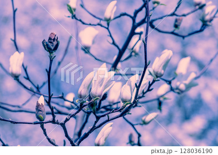 Blooming white flowers of Magnolia stellata. Spring. Blue vintage floral background Blooming white flowers of Magnolia stellata. Spring. Blue vintage floral background 128036190